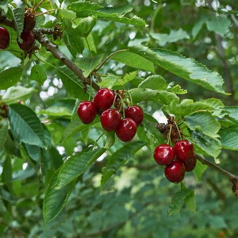 cherry_wild|Prunus avium